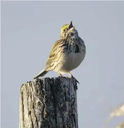 ?? MIKE DREW / POSTMEDIA NEWS FILES ?? Researcher Miya Warrington analyzed male savannah sparrows’ songs near oilpatch equipment around Brooks.