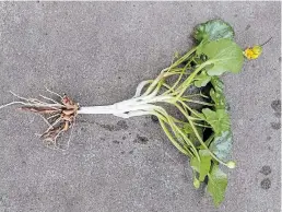  ??  ?? Note the mass of tuberous roots beneath a single Lesser celandine plant. The plants multiply by both tuber and seed so be sure to remove all of the tubers if possible.