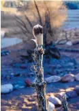  ?? ?? A feather on a cholla cactus is among the items used to create the labyrinth in the Arroyo Chamisa.