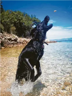  ??  ?? Faul am Strand fläzen und sich die Sonne auf den Bauch scheinen lassen? Das kommt für Hündin Tessa nicht infrage. Sie hält Frauchen Anika Luther auch im Urlaub auf der Insel Krk in Kroatien auf Trab. Ob sie den Stein gefangen hat?