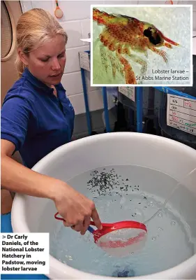  ?? ?? Dr Carly Daniels, of the National Lobster Hatchery in Padstow, moving lobster larvae
Lobster larvae – St Abbs Marine Station