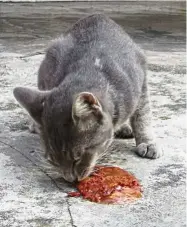  ??  ?? The pub kitty enjoying some tuna, a reward after he had meowed his lungs out.