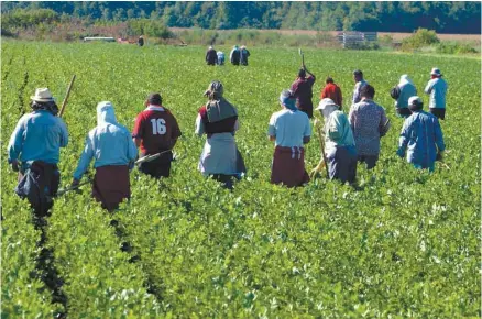  ?? JACQUES NADEAU LE DEVOIR ?? Les journées de travail des travailleu­rs migrants durent entre 10 et 13 heures. Ceux-ci sont d’ailleurs constammen­t disponible­s pour répondre aux besoins de l’employeur, explique le chercheur qui a partagé leur quotidien.