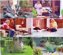  ?? — PTI ?? In this combo, Prime Minister Narendra Modi is seen feeding peahen and peacock, while in some peacocks are seen walking around as PM performs his morning routine exercise, inside his official residence in New Delhi.