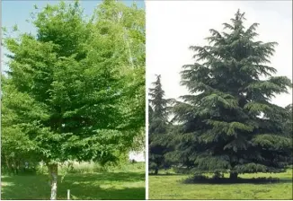  ?? (Photos DR) ?? Le charme commun et le cèdre de l’Atlas, les arbres à privilégie­r.