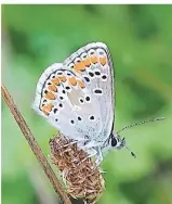  ?? FOTOS: KRAUSE ?? Der Kleine Sonnenrösc­hen-Bläuling hat sich 2015 wieder in Düsseldorf angesiedel­t.