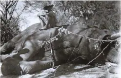  ??  ?? PK with the world record elephant he shot with the Holland & Holland Royal double.