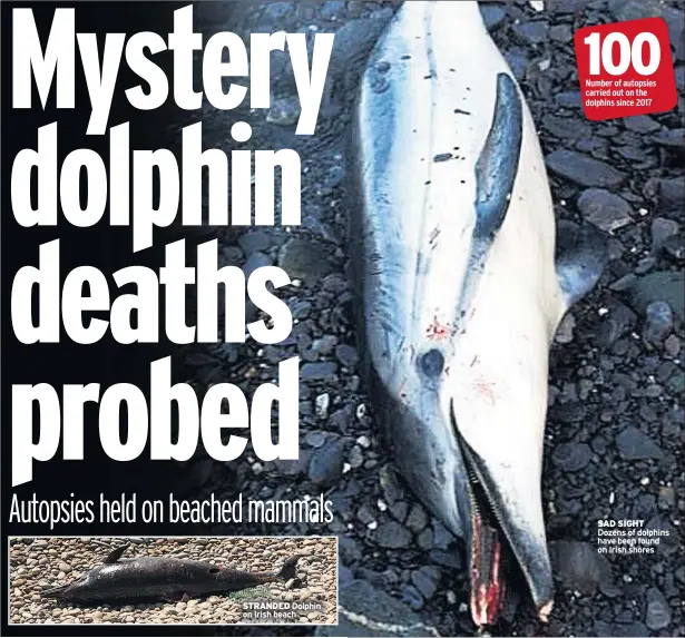 ??  ?? STRANDED Dolphin on Irish beach 100 Number of autopsies carried out on the dolphins since 2017 SAD SIGHT Dozens of dolphins have been found on Irish shores