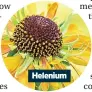  ??  ?? Helenium