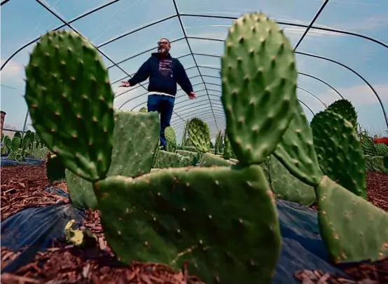  ?? PHOTOS BY JOHN FROSCHAUER/ASSOCIATED PRESS ?? Farmworker union organizer Edgar Franks talked about the cactus crop grown in a greenhouse in Everson, Wash.