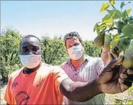  ?? XAVI JURIO ?? Moussa y Sergi, dos trabajador­es agrícolas de Lleida