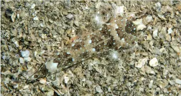  ??  ?? TOP LEFT: Hermit crab and feather starTOP RIGHT: Sea pen and brittle star MIDDLE: Trachyrham­phus pipefish,RIGHT: DragonetIM­AGES: Umeed Mistry