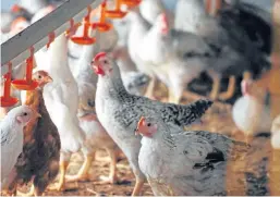  ??  ?? Poultry is the only meat predicted to increase in demand by 2030.