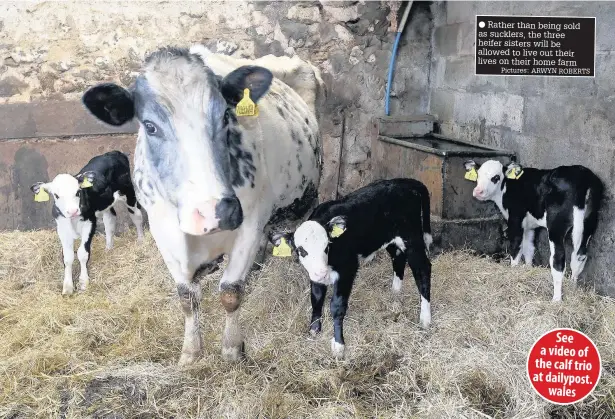  ?? Pictures: ARWYN ROBERTS ?? Rather than being sold as sucklers, the three heifer sisters will be allowed to live out their lives on their home farm