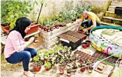  ?? Supplied ?? Growing concern: An aquaponic project run by Maroof Rabba’ and his wife Suhad has attracted interest from local and global investors.