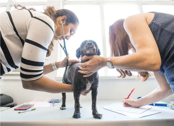  ?? — ARLEN REDEKOP PHOTO / PNG STAFF ?? Vet Cindy Duff and Barbie Beint examine Fester at the Triage Emergency Shelter. The Paws for Hope Animal Foundation is spearheadi­ng efforts to assemble a governing body for animal rescue: the Animal Welfare Advisory Network of B.C.