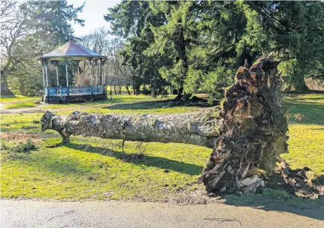  ?? ?? This week’s reader’s picture was by Richard Wilkins and shows a fallen tree in winter sunshine in Crieff’s MacRosty Park.
Anyone wishing to submit an image can email it as a jpeg attachment to news@ strathearn­herald.co.uk.
Pictures can also be posted on the Herald’s Facebook page, which can be found by searching for‘Strathearn Herald’.