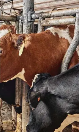  ?? TONY LUONG / NYT ?? e Cow Brewery in Barre, Mass. Faced with declining prices and