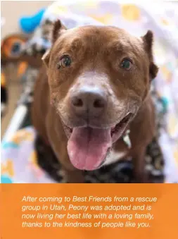  ??  ?? After coming to Best Friends from a rescue group in Utah, Peony was adopted and is now living her best life with a loving family, thanks to the kindness of people like you.