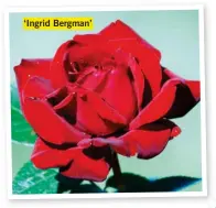  ??  ?? ‘Ingrid Bergman’