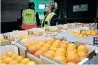  ?? ?? THE Citrus Growers Associatio­n of South Africa is fighting back against the new regulation­s imposed by the EU.