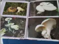  ??  ?? Myriam's photo album of found fungi.
