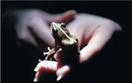  ?? RICARDO ARDUENGO/ THE ASSOCIATED PRESS ?? The common coqui is one of 17 species of the genus coqui native to Puerto Rico, three of which are believed to be extinct.