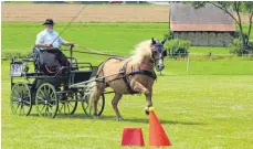  ?? FOTO: PRIVAT ?? Alois Brauchle vom RFV Eberhardze­ll sicherte sich Rang eins im Hindernisf­ahrwettbew­erb für Pony-Einspänner.