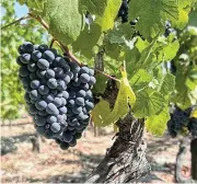  ?? /Unsplash/John Cameron ?? Fortified:
Touriga nacional grapes in the Dão wine region, Portugal.