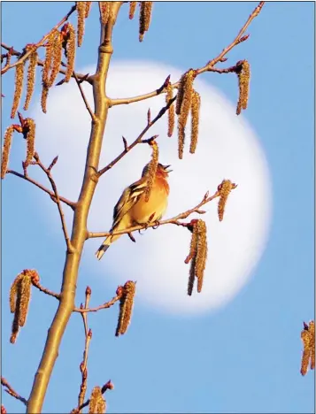  ??  ?? A bird sings sitting on a tree with the Moon in the background outside St. Petersburg, Russia, Sunday, May 3. Wildlife is enjoying a noticeable presence in many cities around the globe because of the lack of traffic on the streets and humans in
city centre parks. (AP)