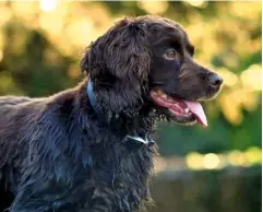  ??  ?? A solid liver-coloured working Cocker. These have smaller ears than the show type.