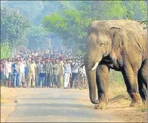  ?? PTI FILE ?? The SC order to shut down resorts obstructin­g elephant corridors renewed national attention on the Nilgiris, with several properties being forced to move out.