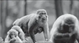  ?? WU YONGBING / XINHUA ?? Monkeys attract visitors at Zhangjiaji­e National Forest Park, Hunan province.