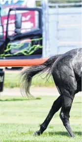  ??  ?? Gliding away . . . Danzdanzda­nce clears out to win the group 1 Captain Cook Stakes at Trentham on Saturday.