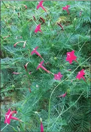  ??  ?? Cypress vine is an annual with feathery foliage and vivid blooms.