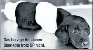  ??  ?? Das herzige Hündchen überlebte trotz OP nicht.