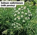  ?? ?? Selinum wallichian­um (milk parsley)