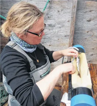  ?? CONTRIBUTE­D ?? Chantelle Burke, a biologist with DFO in Newfoundla­nd and Labrador, inserts an acoustic tag into a salmon smolt.
