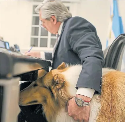  ?? PRESIDENCI­A ?? Intimidad. El presidente Alberto Fernández en su despacho, atiende asuntos junto a su perro.