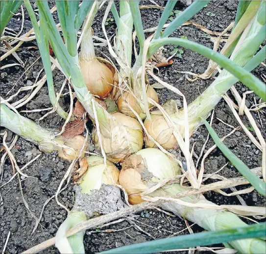  ?? Photo: FILE ?? Ripe for the picking: If you planted garlic and shallots at the correct time last year, then now is the time to harvest them.