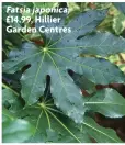  ?? ?? Fatsia japonica, £14.99, Hillier Garden Centres