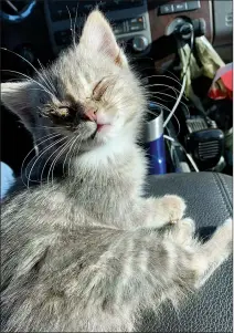  ?? SUBMITTED PHOTO ?? Elsa sits in the front of a work truck.