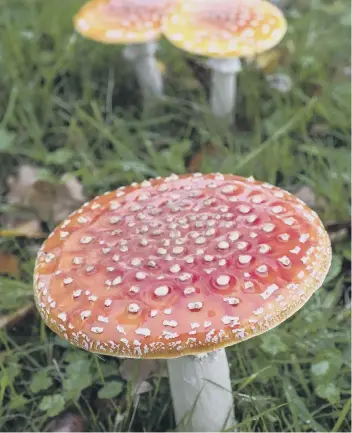  ?? PICTURE: GRAHAM FRANKS ?? Fly agaric, the infamous fairy-tale toadstool, is toxic