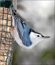  ?? PHOTO COURTESY OF HOWARD ESKIN/AUDUBON PENNSYLVAN­IA ?? A white-breasted nuthatch makes the most of a feeder.