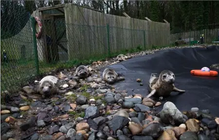  ??  ?? There is overcrowdi­ng at the seal sanctuary, with the centre reaching maximum capacity