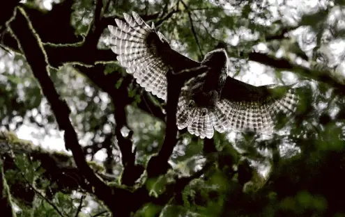  ?? Michael Macor/ The Chronicle 2011 ?? A barred owl fledgling soars through Muir Woods in Mill Valley. The invasive species’ spread to the Bay Area is at an early stage.