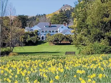  ?? OTAHUNA LODGE ?? Otahuna’s daffodil field has bloomed for more than 125 years and now contains about 1.1 million bulbs.