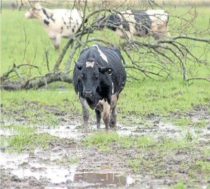  ??  ?? Embarradas. En la llanura de la Pampa Húmeda, los establecim­ientos son vulnerable­s a las fuertes lluvias.