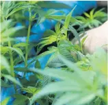  ??  ?? La production de cannabis a enregistré une « grosse croissance » en termes de revenus bruts en 2019, ce qui a eu pour effet d’accroître le revenu agricole canadien et québécois.