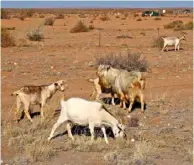  ??  ?? Goats are low maintenanc­e and easy to raise so many subsistenc­e farmers keep them as a source of food.